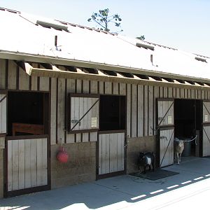 Childrens Zoo - Goat and Sheep Contact Yard