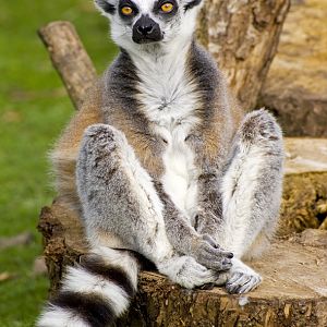 Ring Tailed Lemur