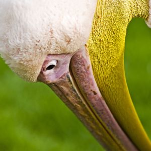 White Pelican