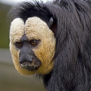 White-faced Saki