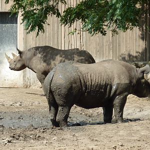 Black Rhinos