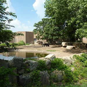 Black Rhino Enclosure