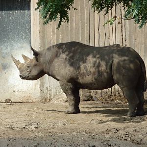 Black Rhino