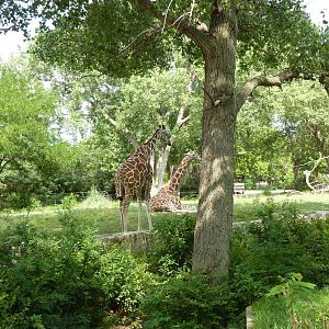 Reticulated Giraffe Enclosure