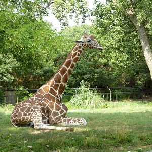 Reticulated Giraffe