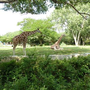 Reticulated Giraffe Enclosure