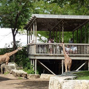 Reticulated Giraffe Enclosure - Feeding Station