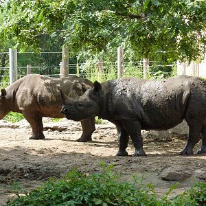 Black Rhinos