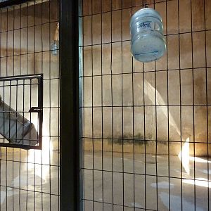 Black Rhino - Indoor Enclosure