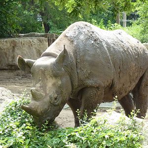 Black Rhino