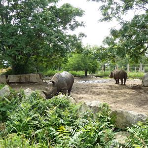 Black Rhino Enclosure