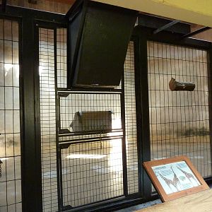 Reticulate Giraffe - Indoor Area