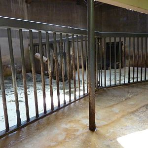Black Rhino - Indoor Area