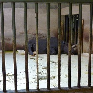 Black Rhino - Indoor Area
