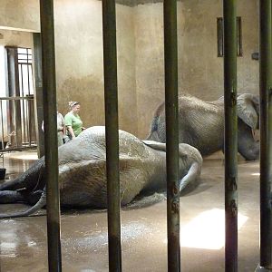 African Elephant - Indoor Area