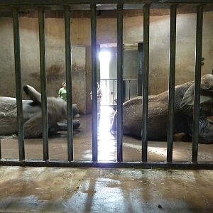 African Elephant - Indoor Area