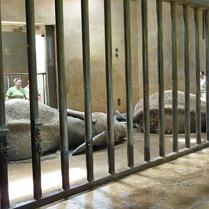 African Elephant - Indoor Area