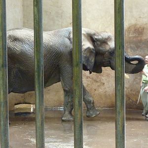 African Elephant - Indoor Area