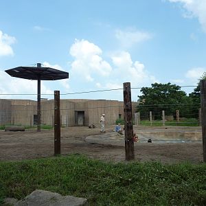 African Elephant Enclosure