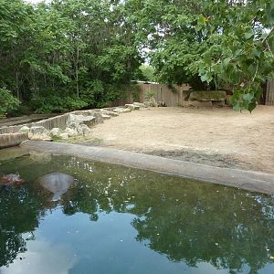 Nile Hippo Enclosure