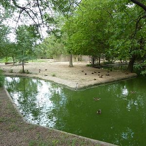 Grevy's Zebra Enclosure