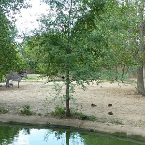 Grevy's Zebra Enclosure