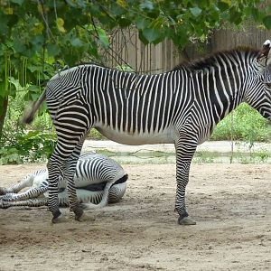 Grevy's Zebras