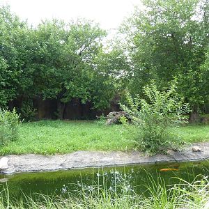 African Wild Dog Exhibit