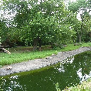 African Wild Dog Exhibit