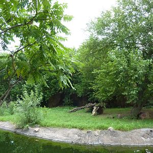 African Wild Dog Exhibit