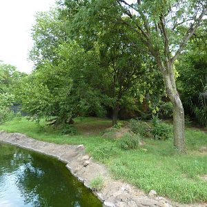 African Wild Dog Exhibit