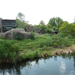 Pride Of The Plains - Lion Exhibit