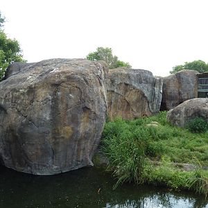 Pride Of The Plains - Lion Exhibit