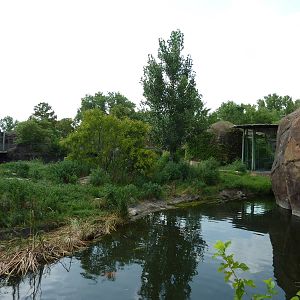 Pride Of The Plains - Lion Exhibit