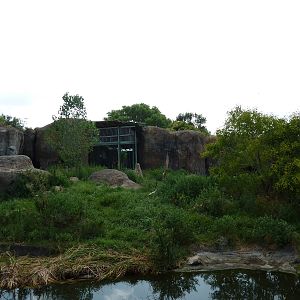 Pride Of The Plains - Lion Exhibit