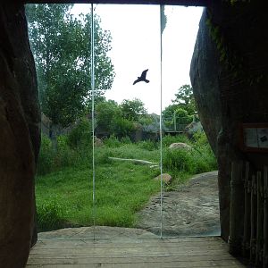 Pride Of The Plains - Lion Exhibit Viewing Window