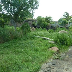 Pride Of The Plains - Lion Exhibit