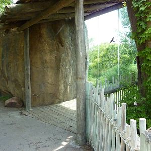 Pride Of The Plains - Lion Exhibit Viewing Window