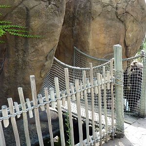 Pride Of The Plains - Lion Exhibit Suspension Bridge