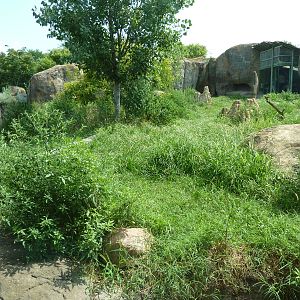 Pride Of The Plains - Lion Exhibit