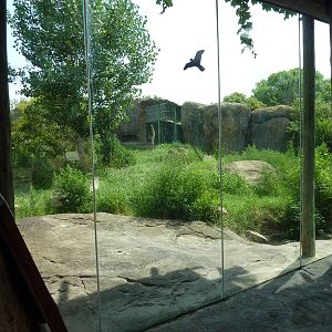 Pride Of The Plains - Lion Exhibit