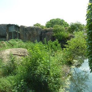 Pride Of The Plains - Lion Exhibit