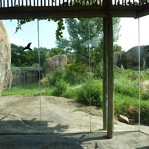 Pride Of The Plains - Lion Exhibit