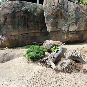 Pride Of The Plains - Meerkat Exhibit