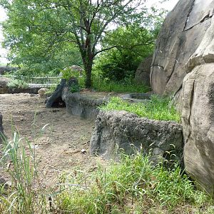 Pride Of The Plains - Red River Hog Exhibit