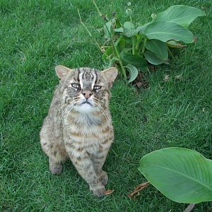 Leopard cat