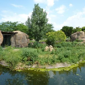Pride Of The Plains - Lion Exhibit