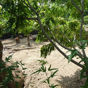 Pride Of The Plains - Red River Hog Exhibit