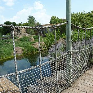 Pride Of The Plains - Lion Exhibit Bridge