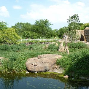 Pride Of The Plains - Lion Exhibit
